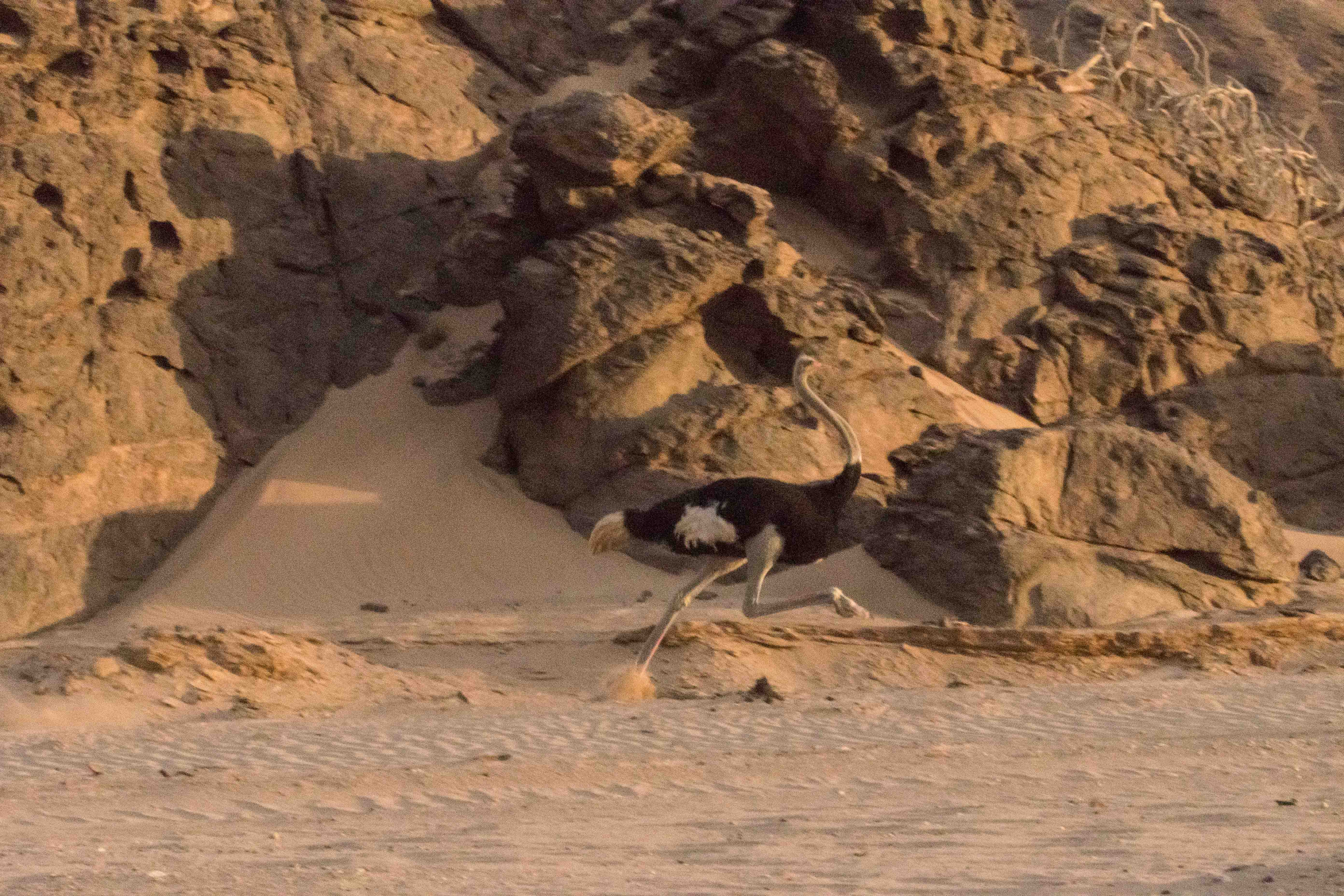 Autruche d'Afrique (Common Ostrich, Struthio camelus), mâle adulte prenant ses jambes à son cou dans des éboulis, Vallée de l'Hoanib, Kaokoland, Région de  Kunene, Namibie.